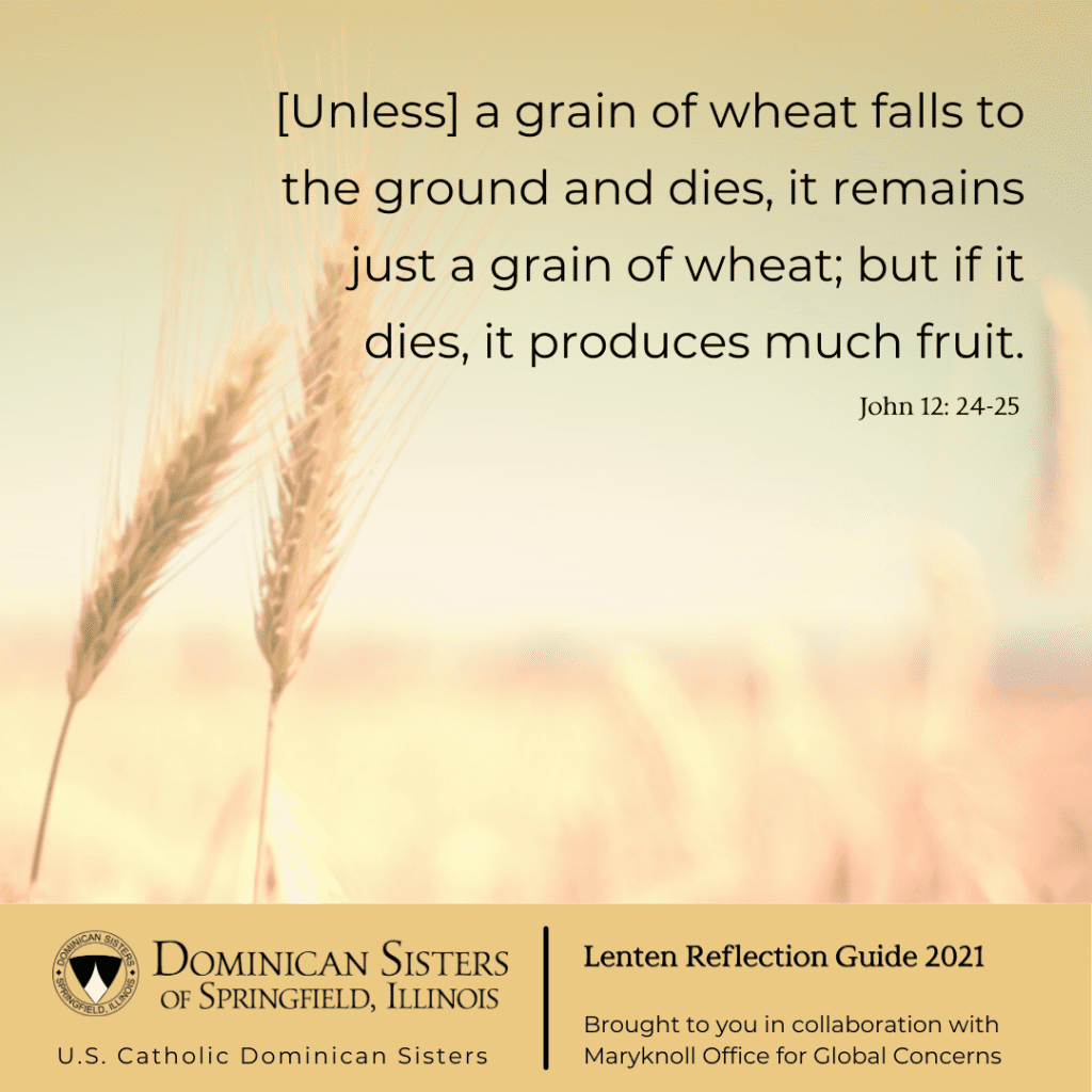 image of wheat field; John 12: 24 & 25