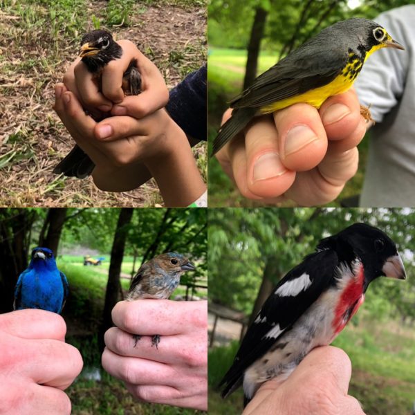 photocollage of hands holding birds