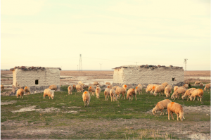 herd of sheep in field