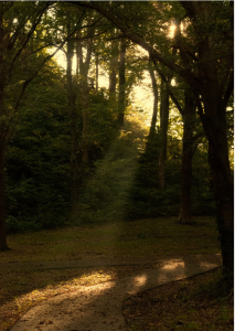 sunlight shining through trees onto a walking path