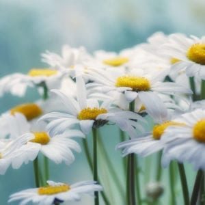 White-daisies_4936x2203