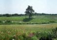 panoramic view of the green meadows at Jubilee Farm